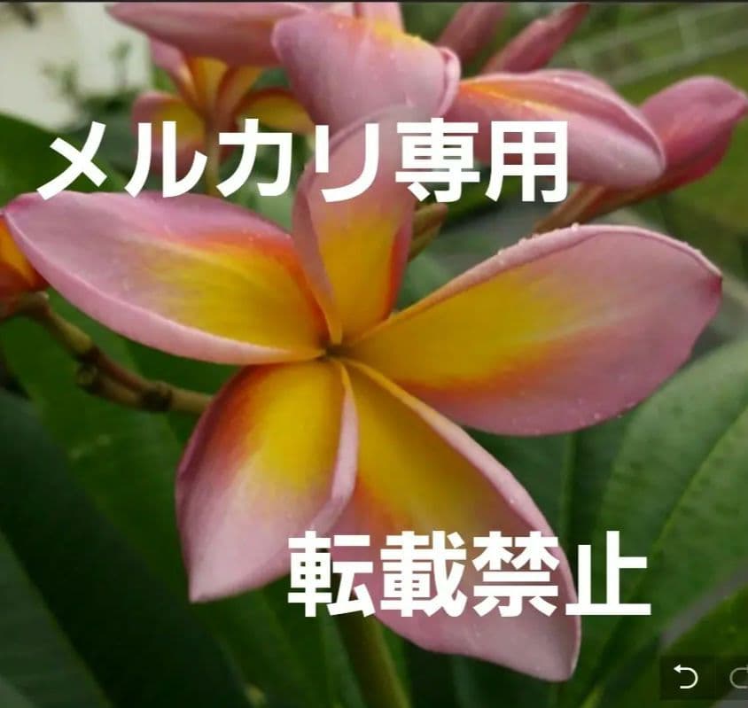 プルメリア　メタリカ②　長めのカット苗(挿し木用)