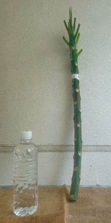 プルメリア　メタリカ②　長めのカット苗(挿し木用)