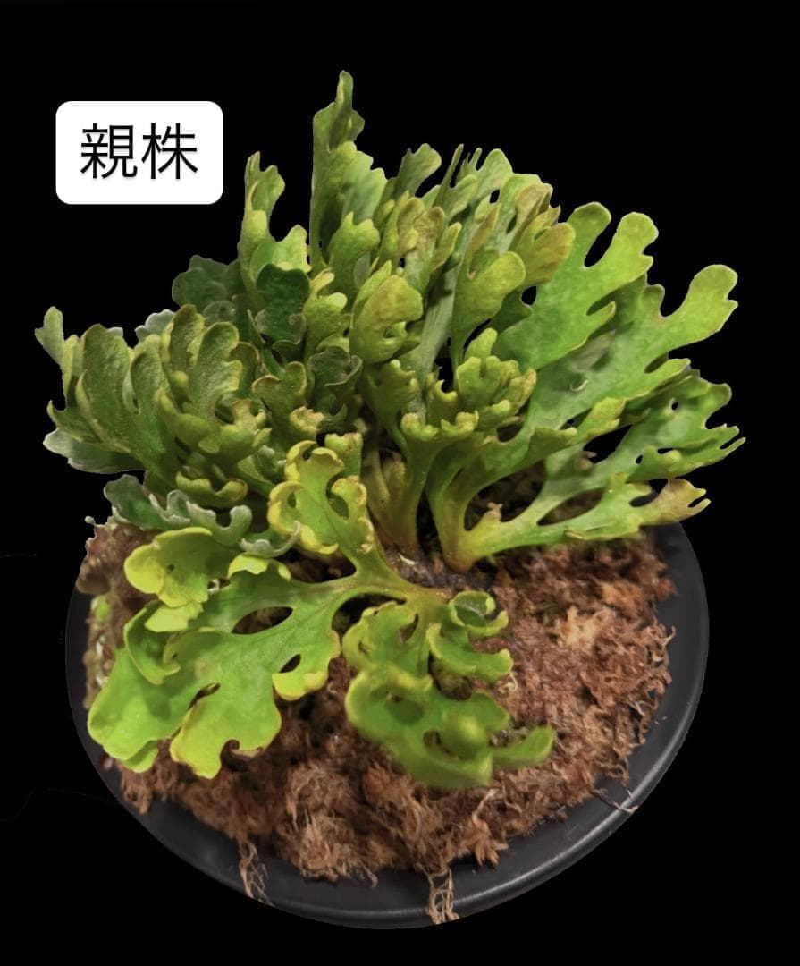 ビカクシダ リドレイ ドワーフ シルバー 小株　R-1