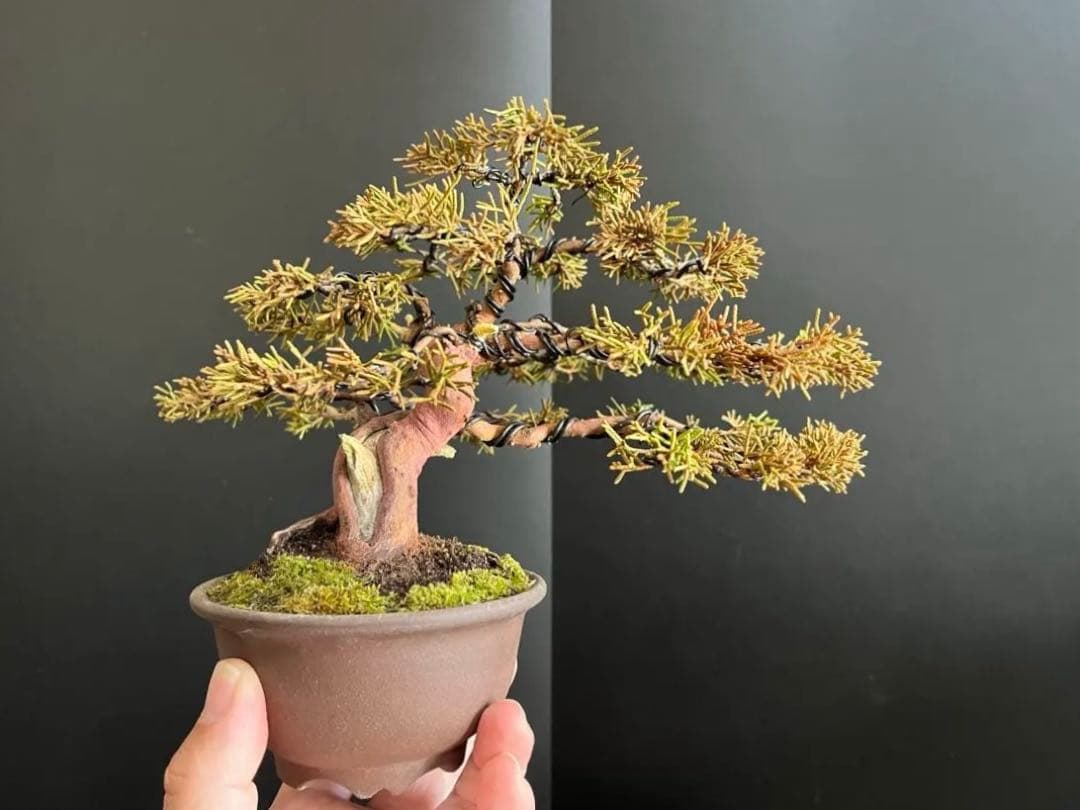 真柏盆栽　捻転シャリ幹　古木　小品盆栽　樹高16cm