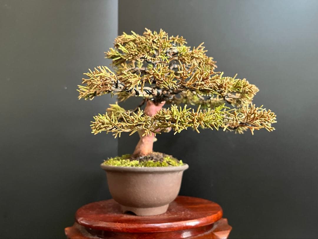 真柏盆栽　捻転シャリ幹　古木　小品盆栽　樹高16cm