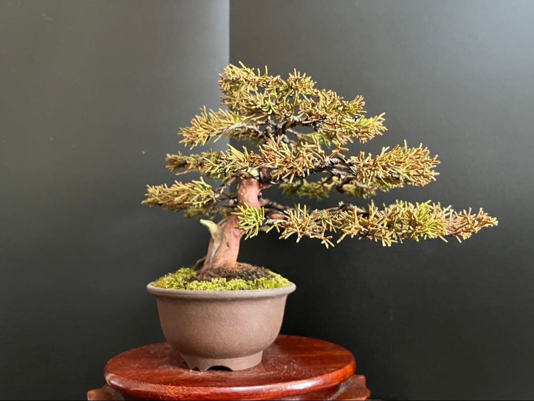 真柏盆栽　捻転シャリ幹　古木　小品盆栽　樹高16cm