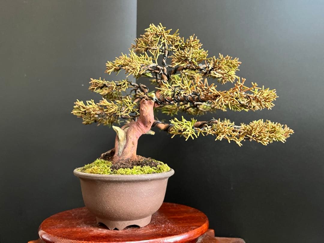 真柏盆栽　捻転シャリ幹　古木　小品盆栽　樹高16cm