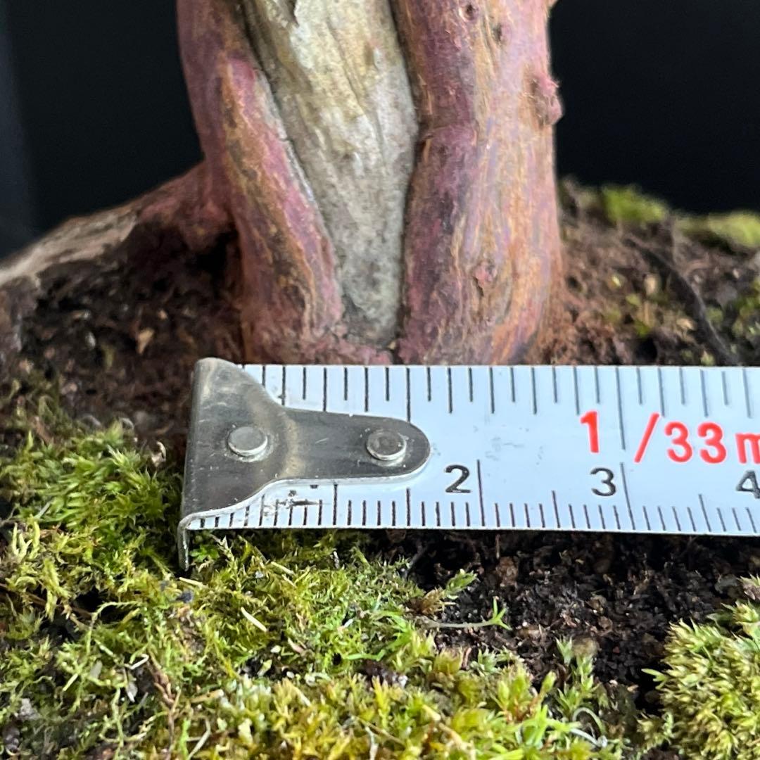 真柏盆栽　捻転シャリ幹　古木　小品盆栽　樹高16cm