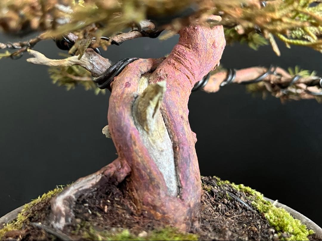 真柏盆栽　捻転シャリ幹　古木　小品盆栽　樹高16cm