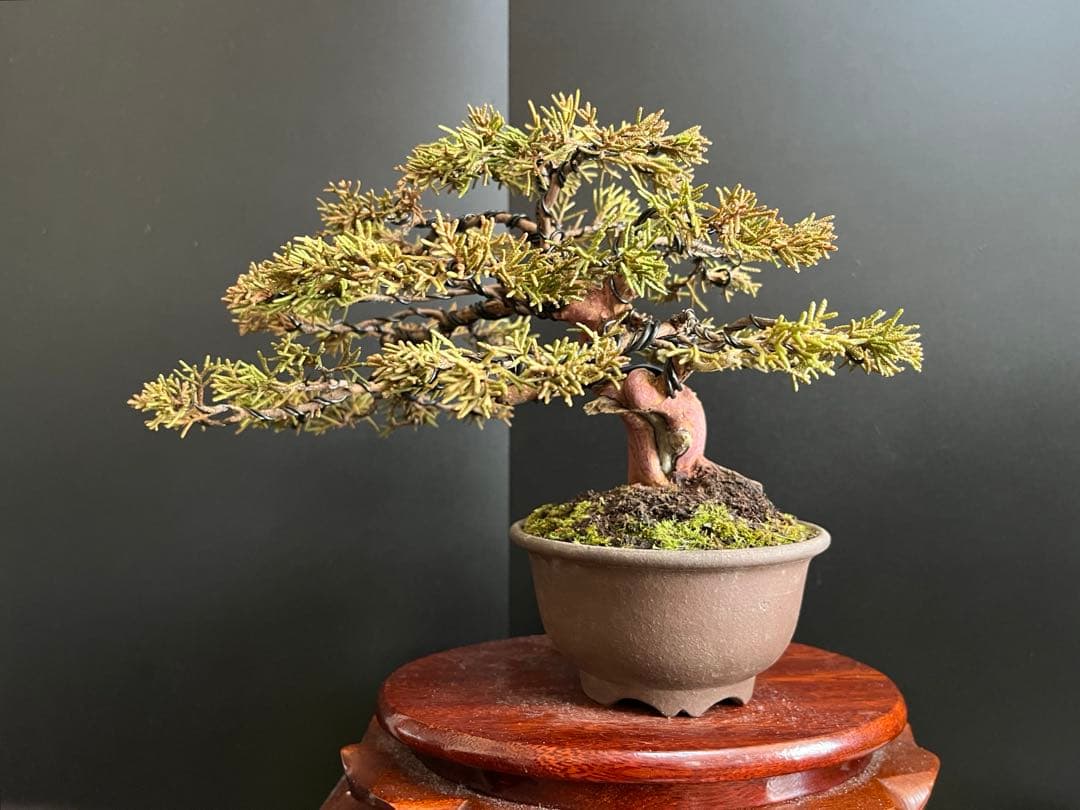 真柏盆栽　捻転シャリ幹　古木　小品盆栽　樹高16cm