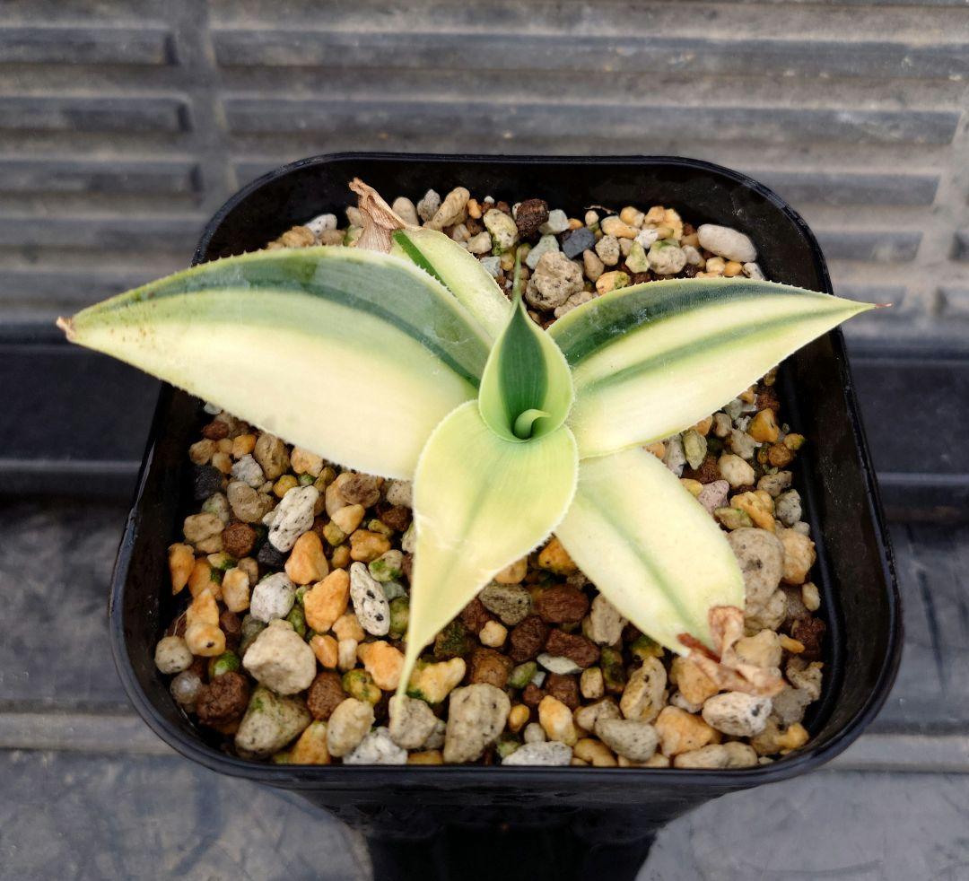 05 アガベ　ブルーフレイム　ブルーフレーム　ハーフムーン　変わり斑　翡翠盤