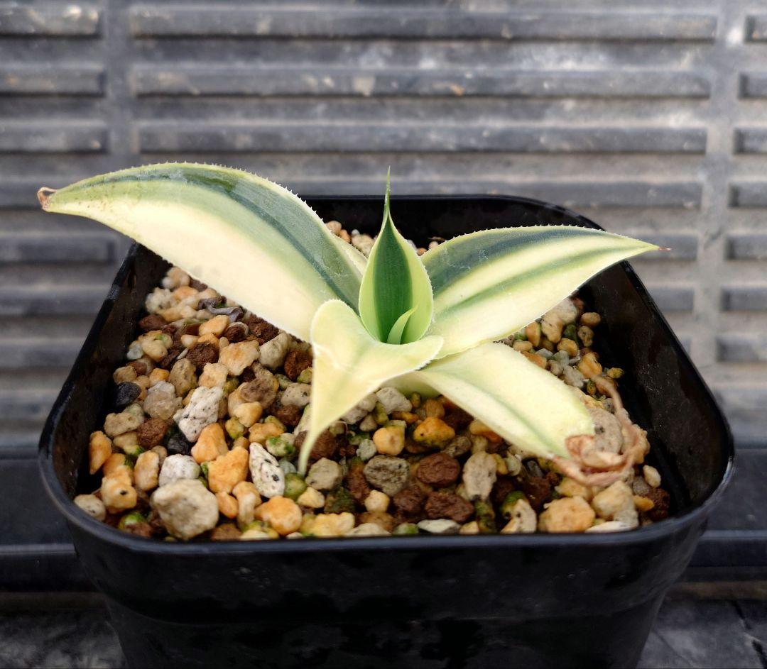 05 アガベ　ブルーフレイム　ブルーフレーム　ハーフムーン　変わり斑　翡翠盤