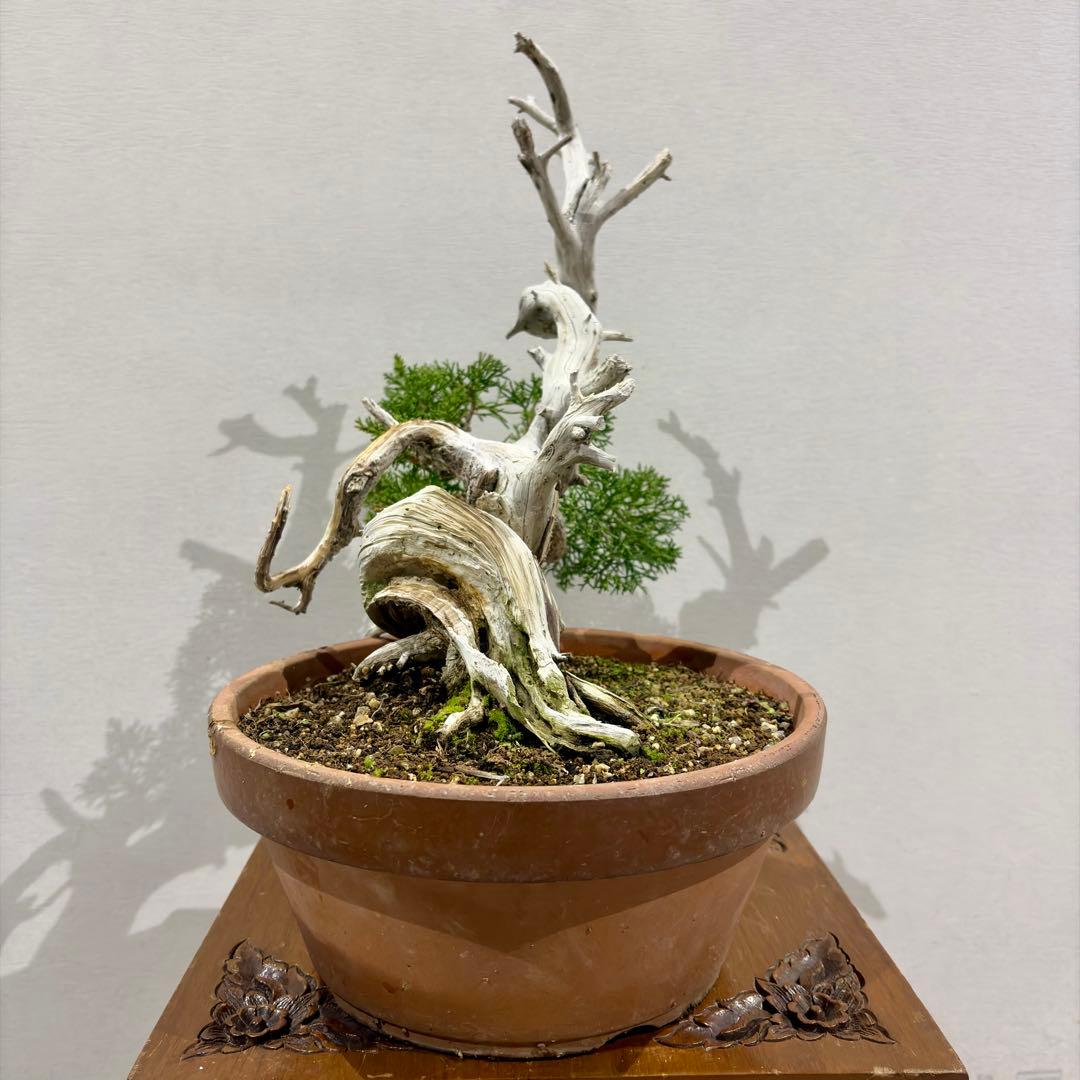 将来有望間違いなし!!極太!!樹高15㎝　真柏　中品　盆栽　黒松　五葉松　紅葉