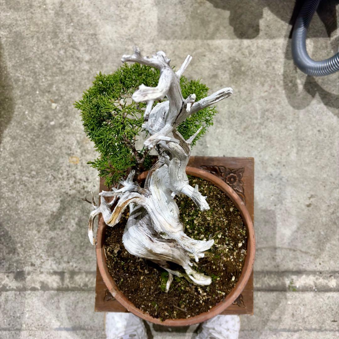 将来有望間違いなし!!極太!!樹高15㎝　真柏　中品　盆栽　黒松　五葉松　紅葉