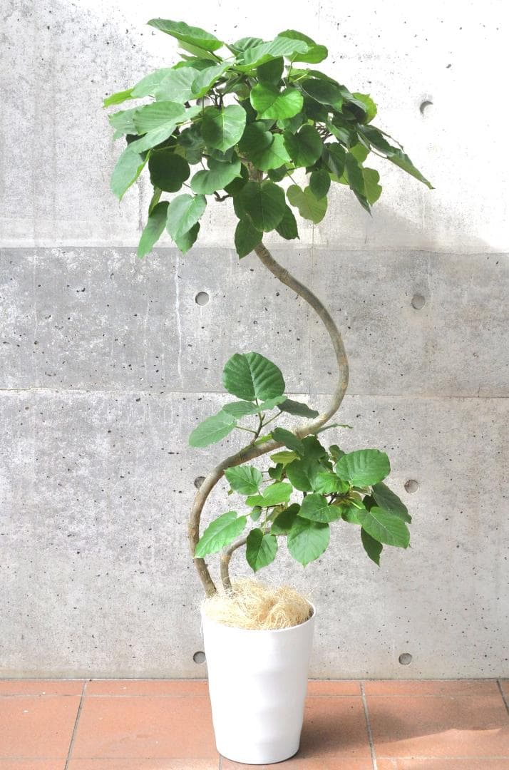 フィカス・ウンベラータ 8号 142cm S-shaped ツイン