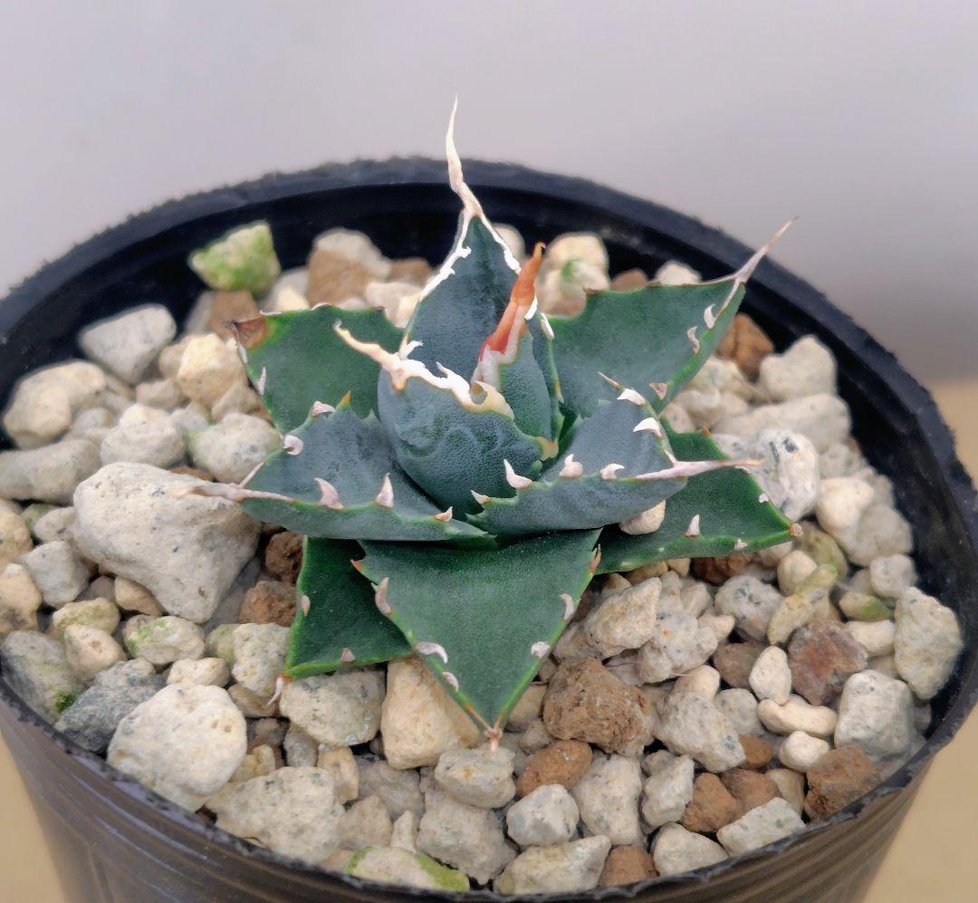 ★*★様 アガベ　ユタエンシス　エボリスピナ 実生25