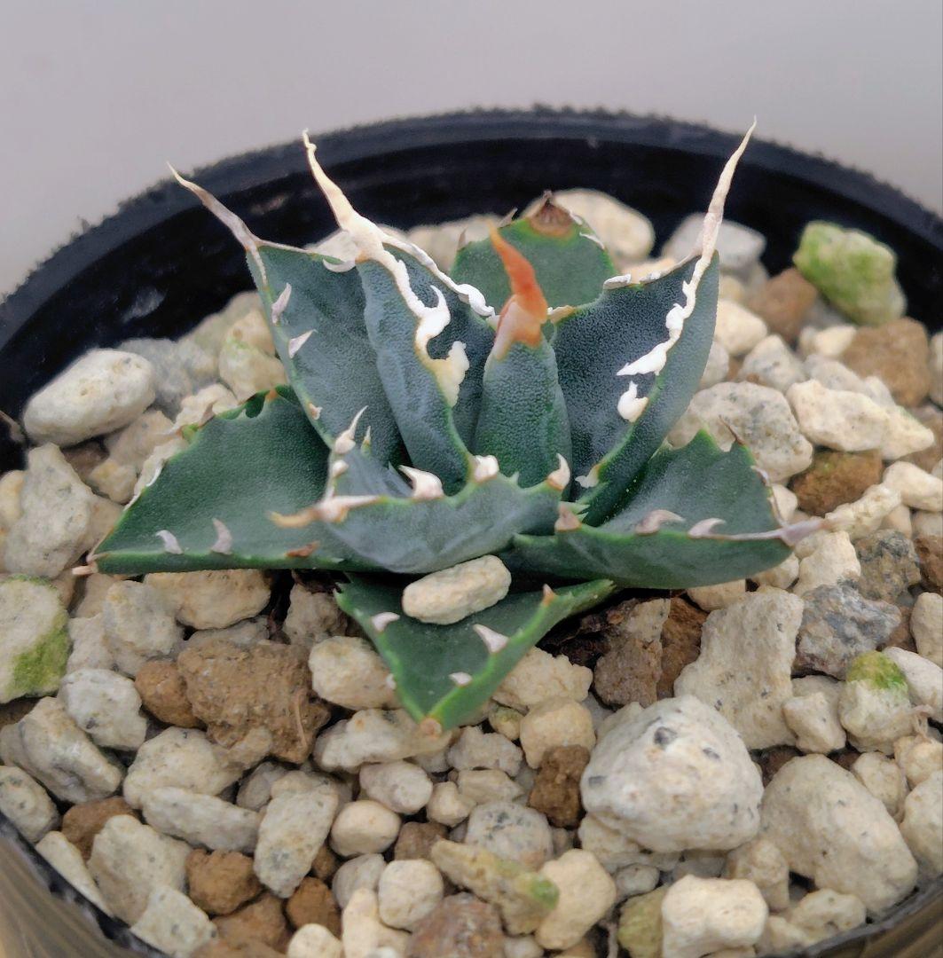 ★*★様 アガベ　ユタエンシス　エボリスピナ 実生25