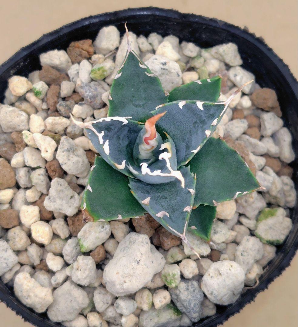 ★*★様 アガベ　ユタエンシス　エボリスピナ 実生25