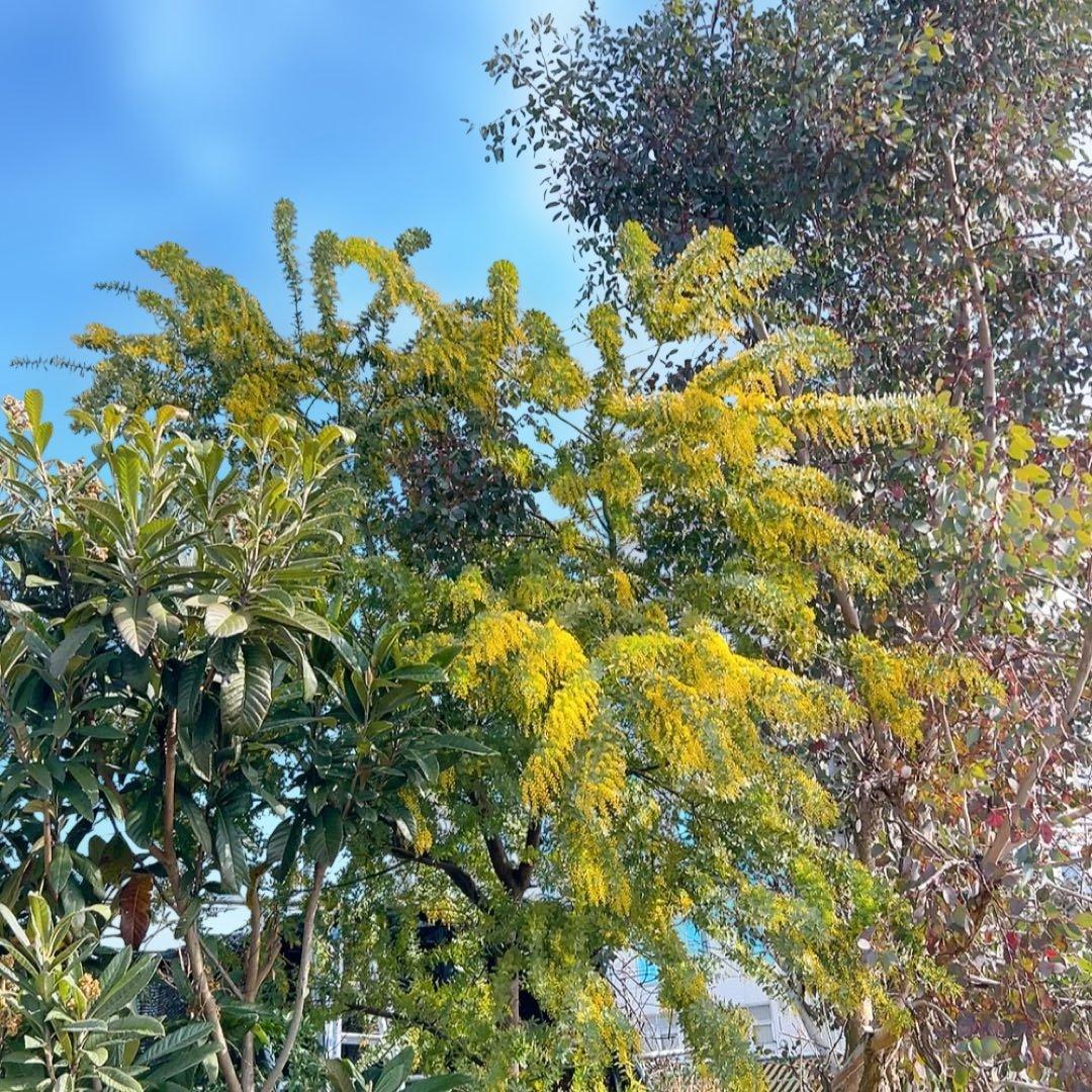 ミモザ　yuri　コンパクト発送