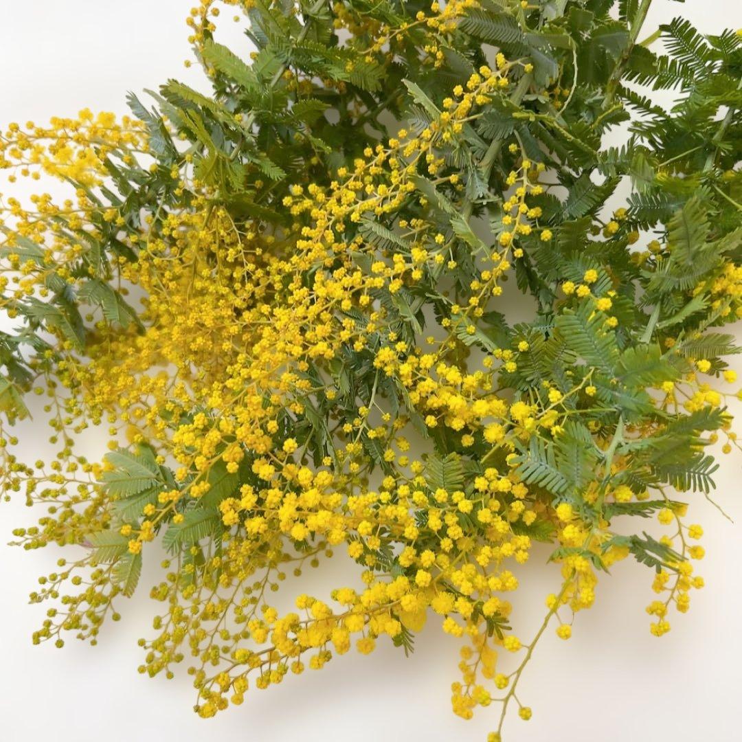 ミモザ　yuri　コンパクト発送