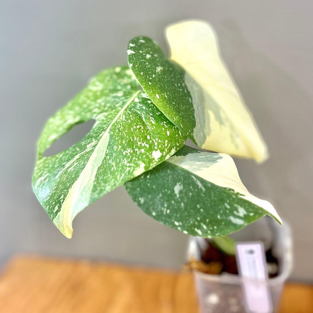 モンステラ　デリシオーサ　レガシー　トップカット