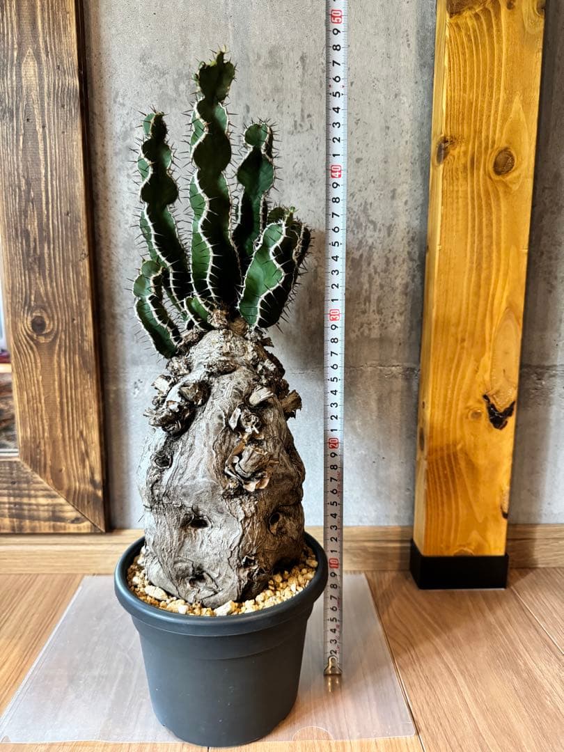 ユーフォルビアムランジーナ　現地球　発根済み