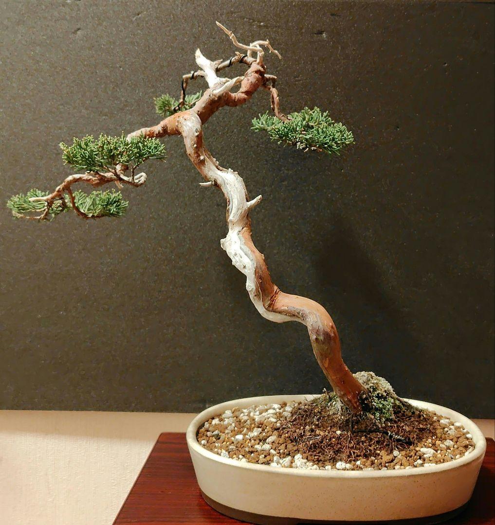 真柏盆栽！
