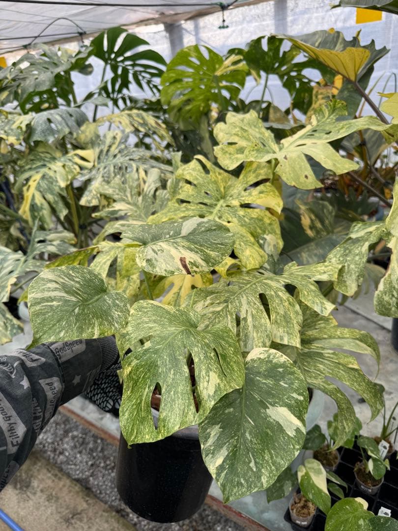 L2 モンステラ　レガシー　送料込み