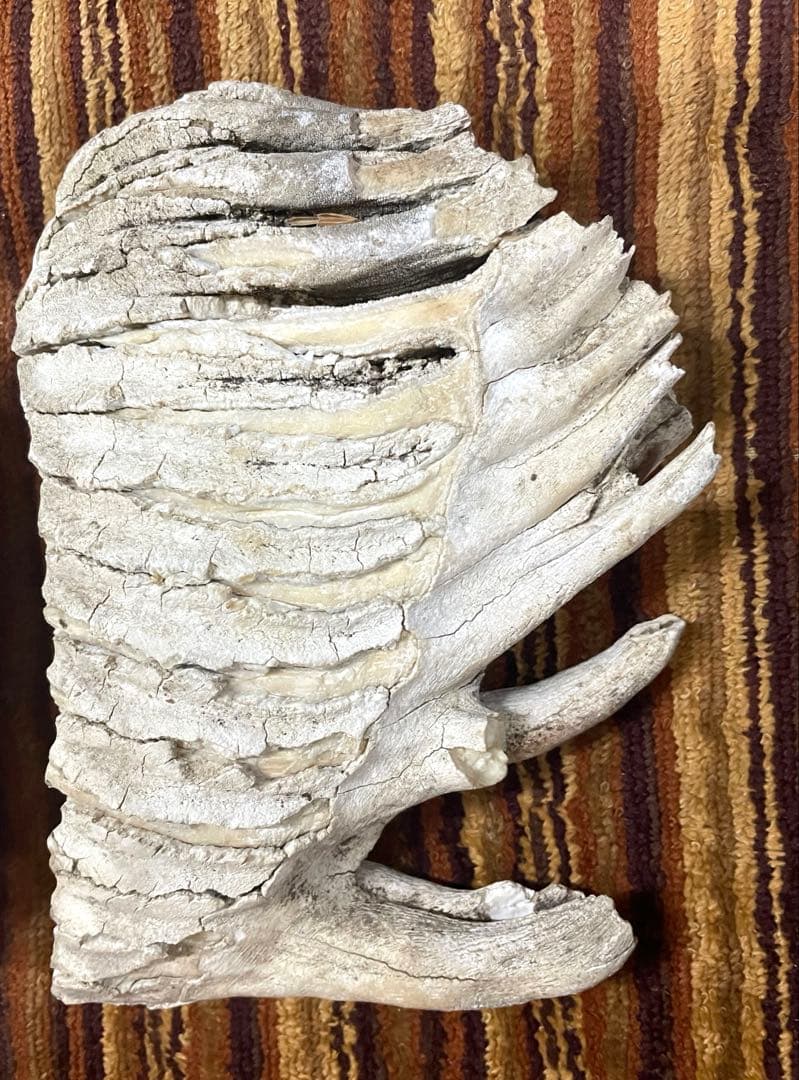 歯の化石　マンモス