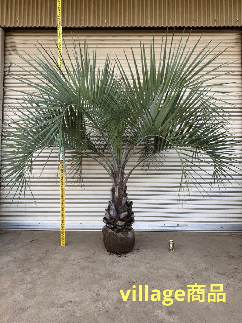 送料込み　ココスヤシ 　サイズ特大　幹極太　形状良 シルバーリーフ　庭木　現品