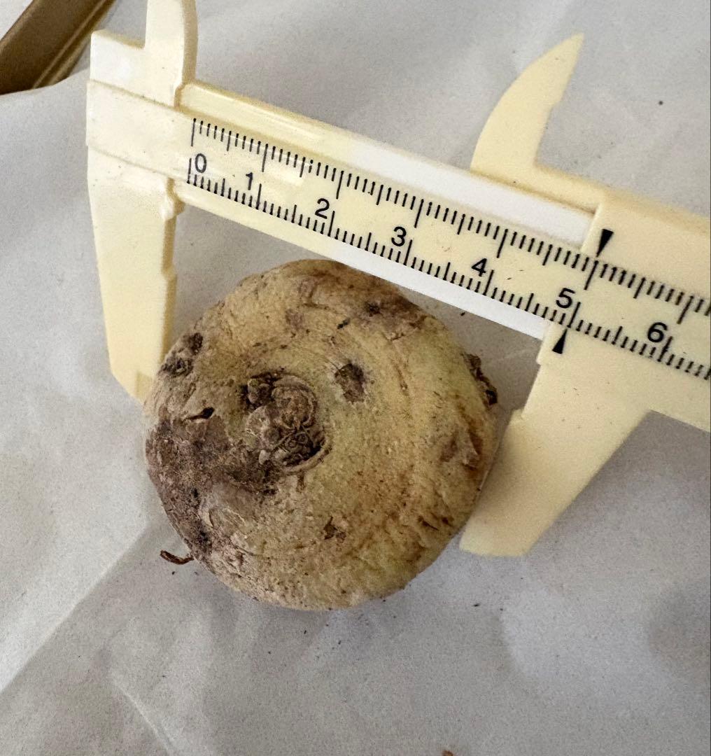 幻の植物　竜卵窟ブラキステルマ バーベラエ 塊根植物 多肉植物