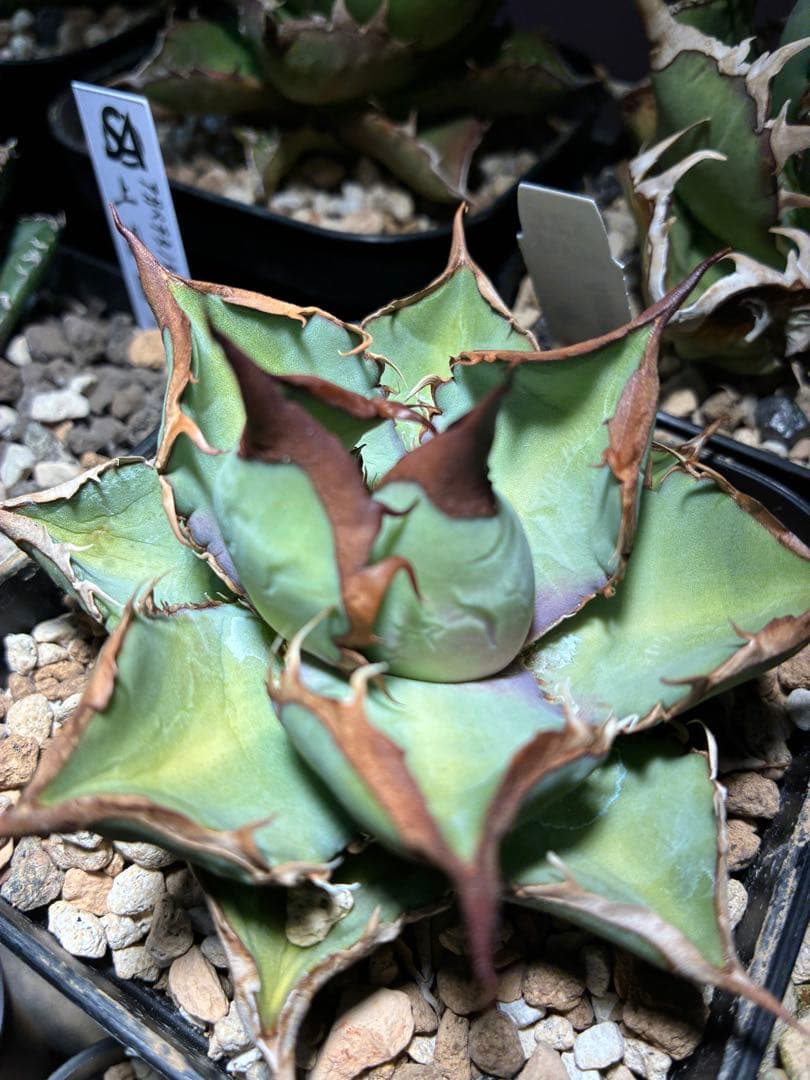 アガベ　オテロイ実生選抜株　中株　オテロイ　強鋸歯