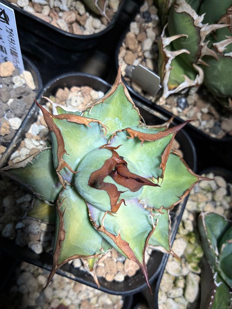 アガベ　オテロイ実生選抜株　中株　オテロイ　強鋸歯