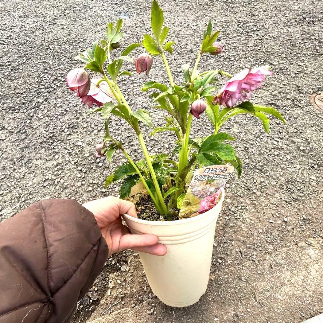 超多弁　クリスマスローズ　花2 つぼみ13 75番