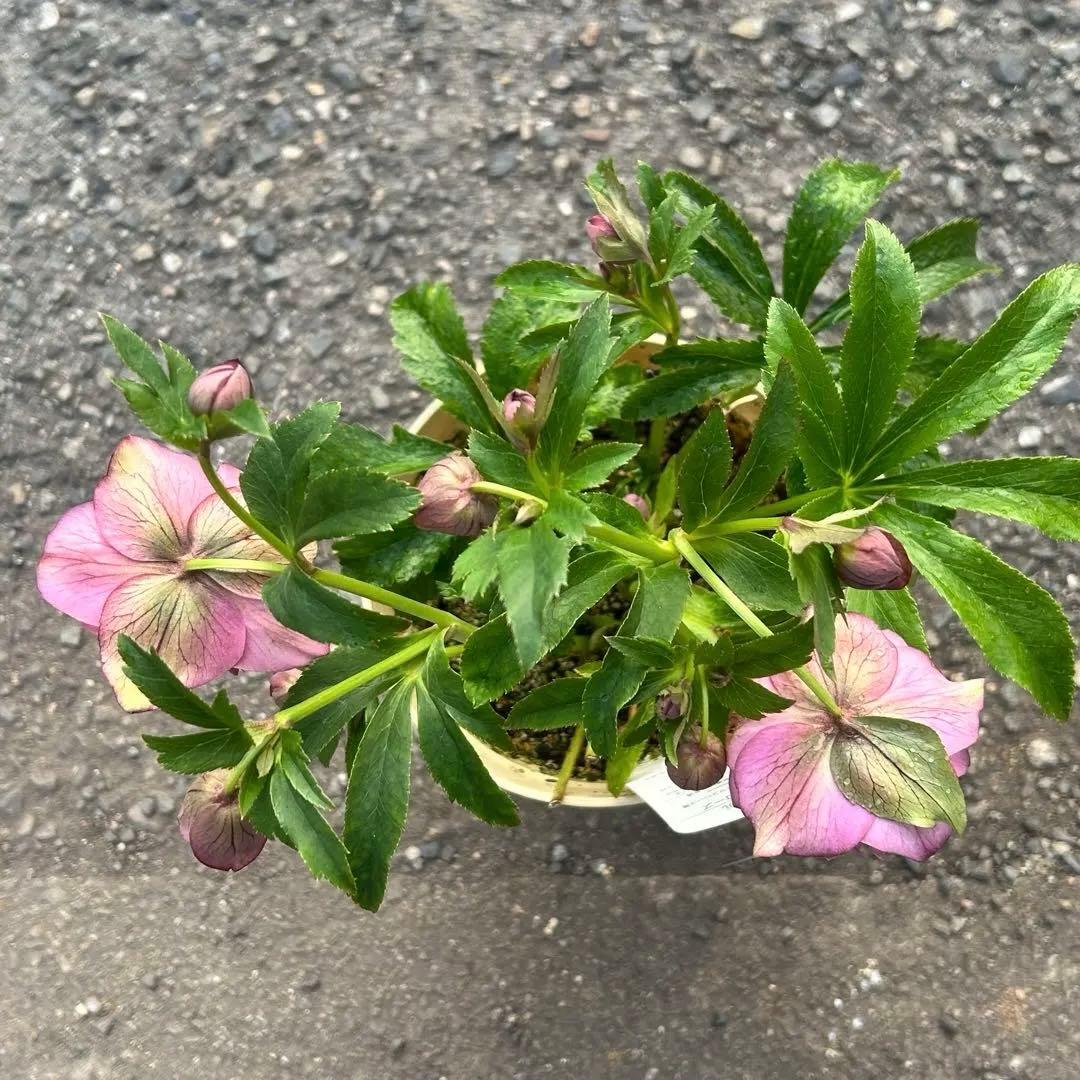 超多弁　クリスマスローズ　花2 つぼみ13 75番