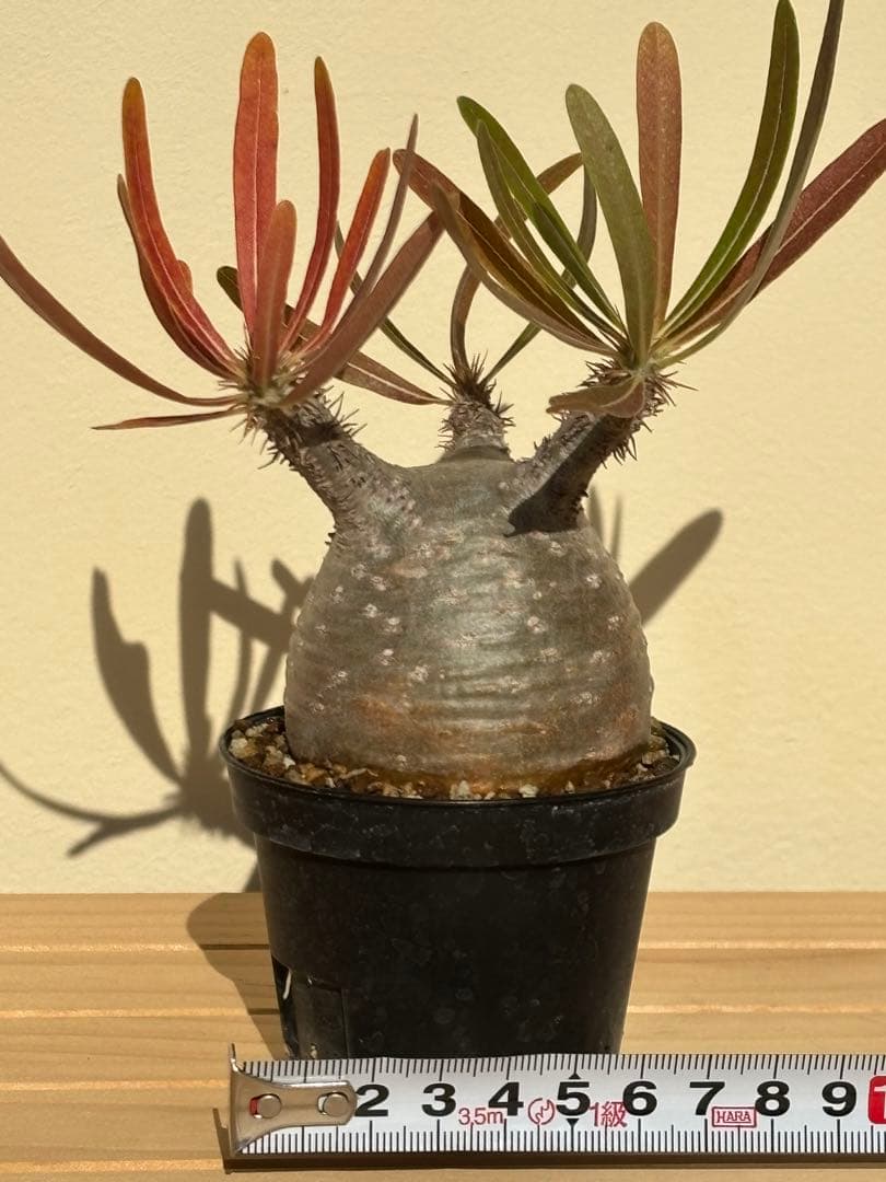 本日限定値下‼︎美株！まん丸、キズなし パキポディウム グラキリス（発根済）