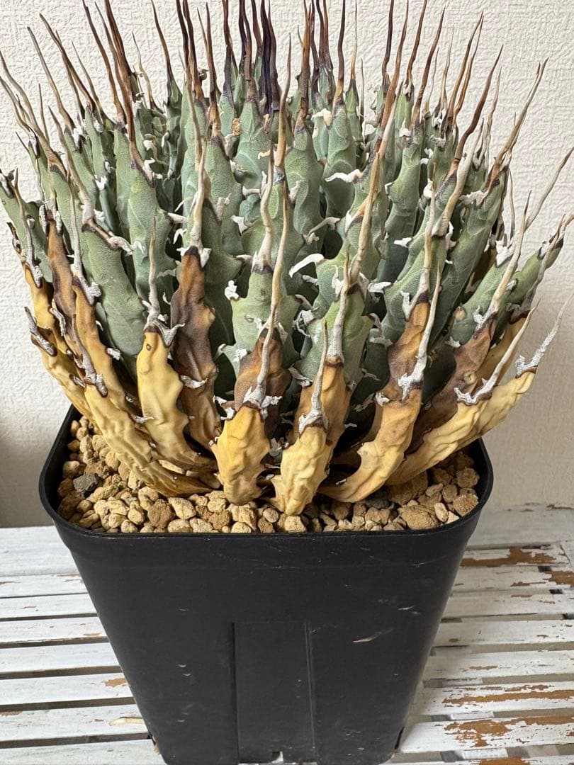 ‼️大株美株‼️陽炎　蕾　アガベ　エボリスピナ