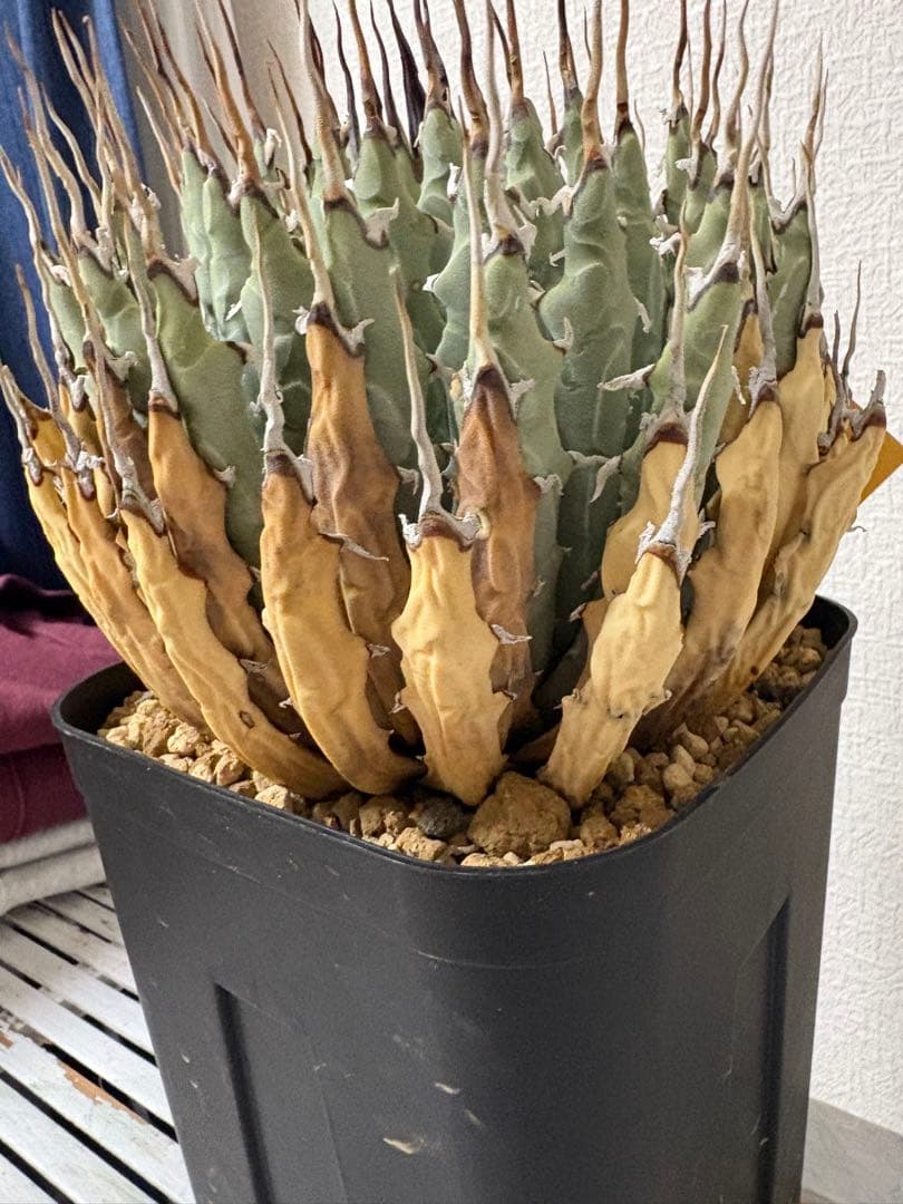 ‼️大株美株‼️陽炎　蕾　アガベ　エボリスピナ