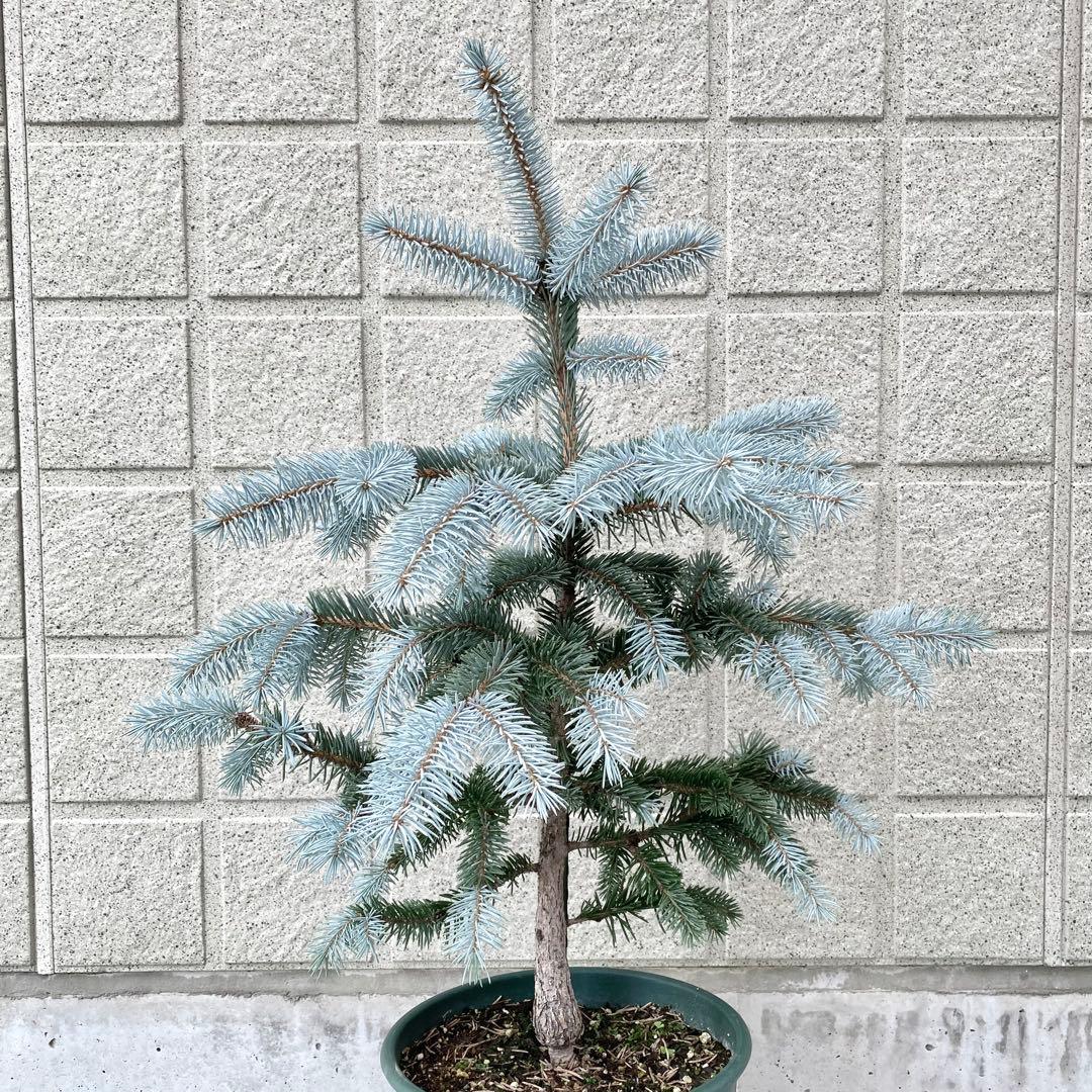 プンゲンストウヒ　　ホプシー