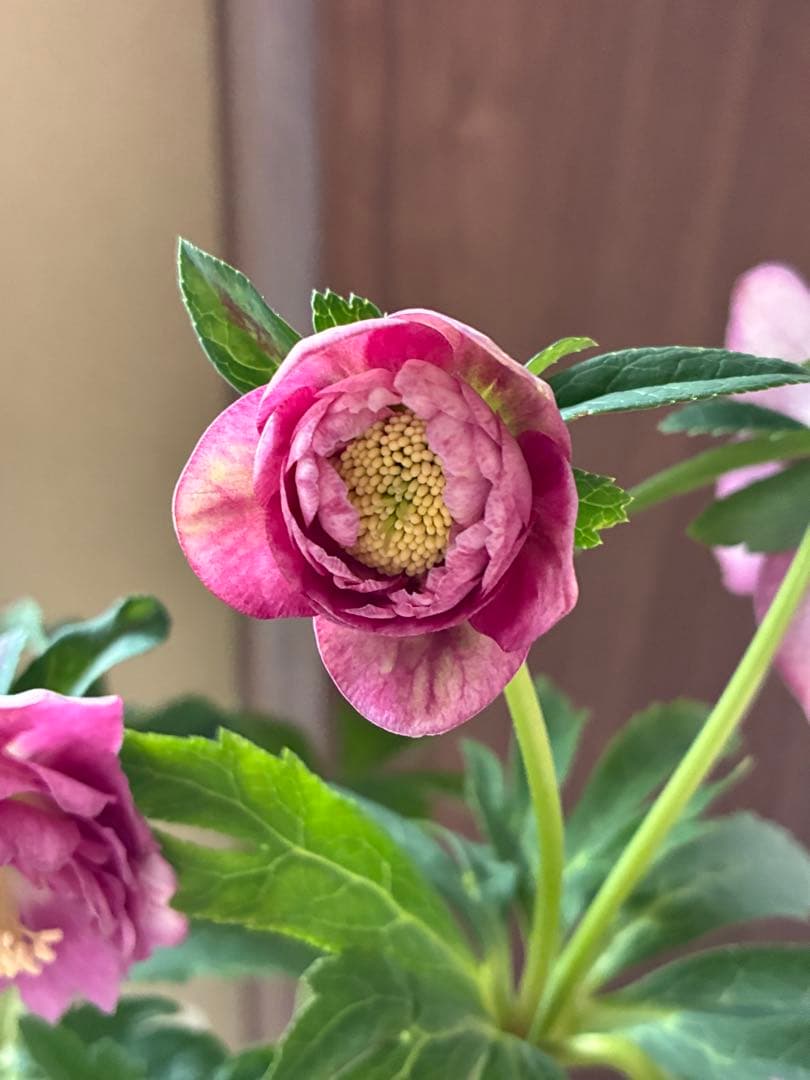 SALE‼︎ 大幅値下げ　広瀬園芸さん　小輪多弁充実株