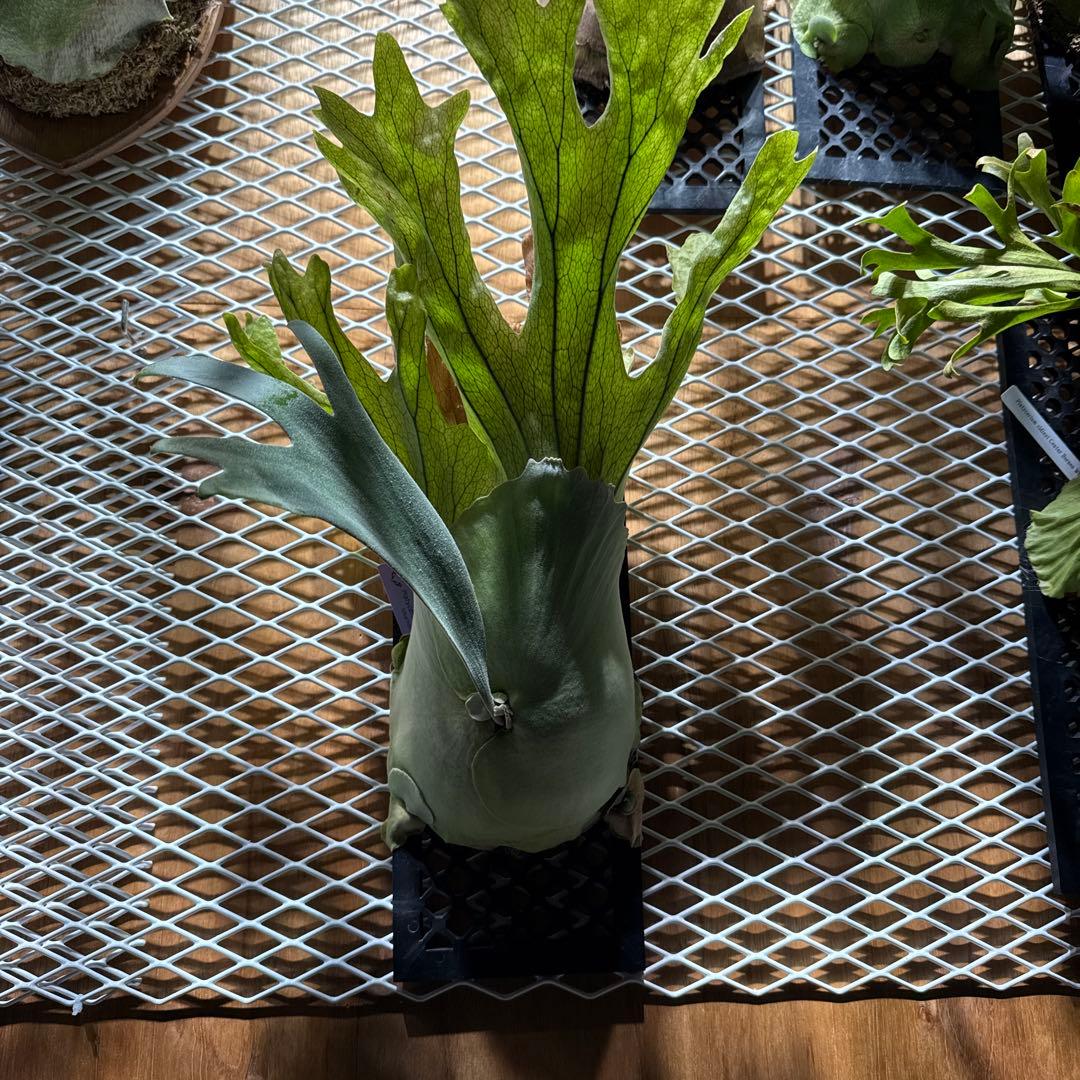 ビカクシダ　ウィリンキー　スポア　4年育成株 　ヒリー　ベイチー　リドレイ