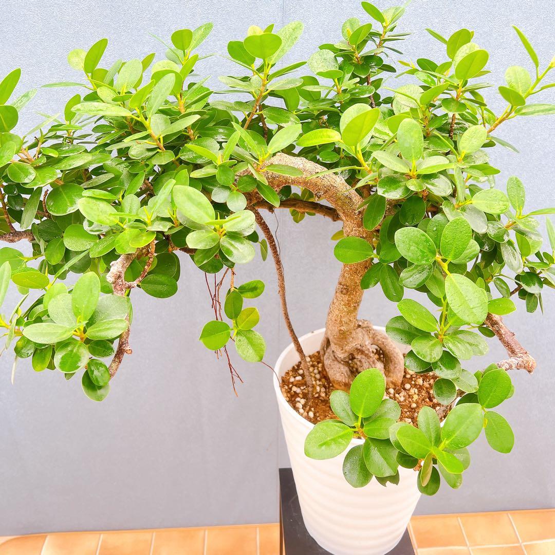 現品　ガジュマル　パンダガジュマル　古木　曲り　気根　希少　インテリアグリーン