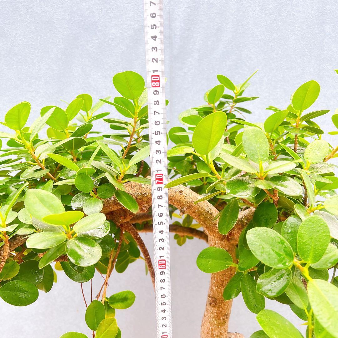 現品　ガジュマル　パンダガジュマル　古木　曲り　気根　希少　インテリアグリーン