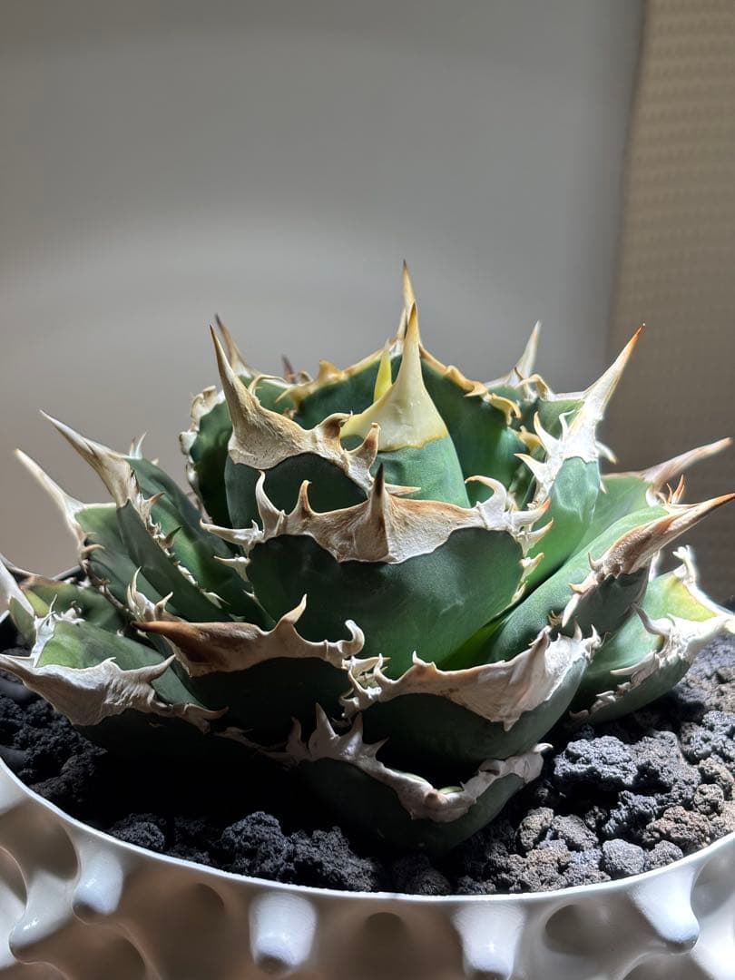 親株出品　アガベ　オアハカオテロイ