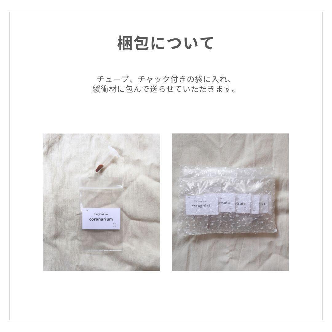胞子9種セット