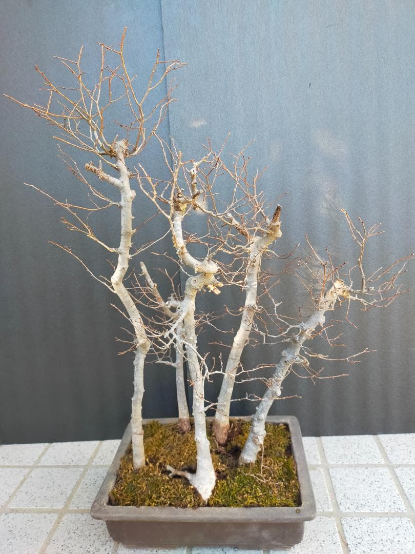 ケヤキ　寄せ植え　盆栽