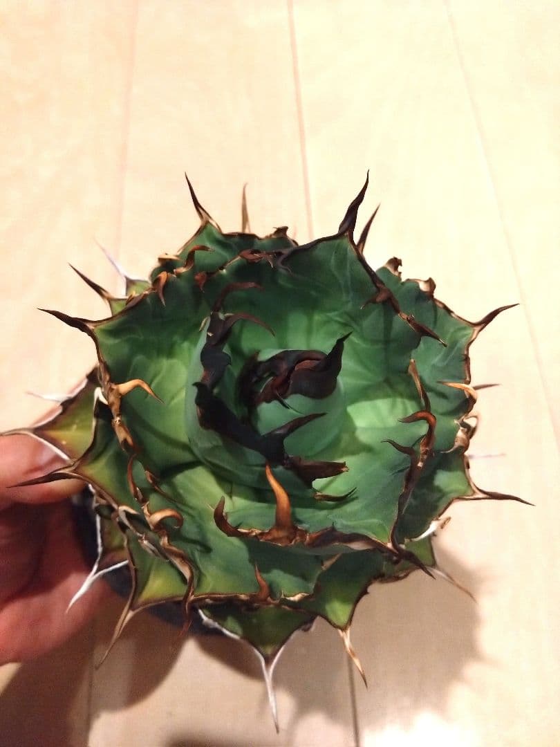 チタノタ　ハデス　黒帝斯（こくていき）恐竜牙歯　大株　オテロイ　アガベ　選抜