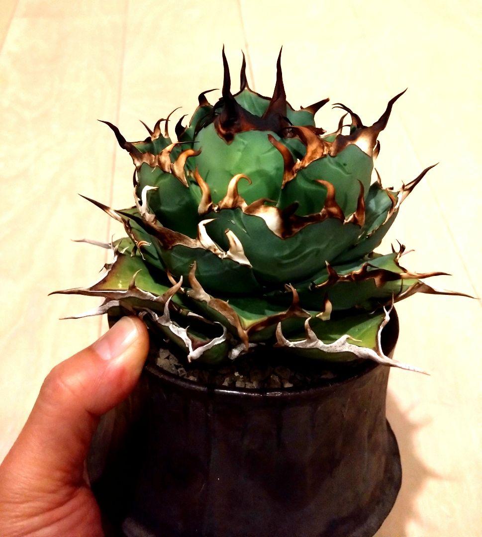 チタノタ　ハデス　黒帝斯（こくていき）恐竜牙歯　大株　オテロイ　アガベ　選抜