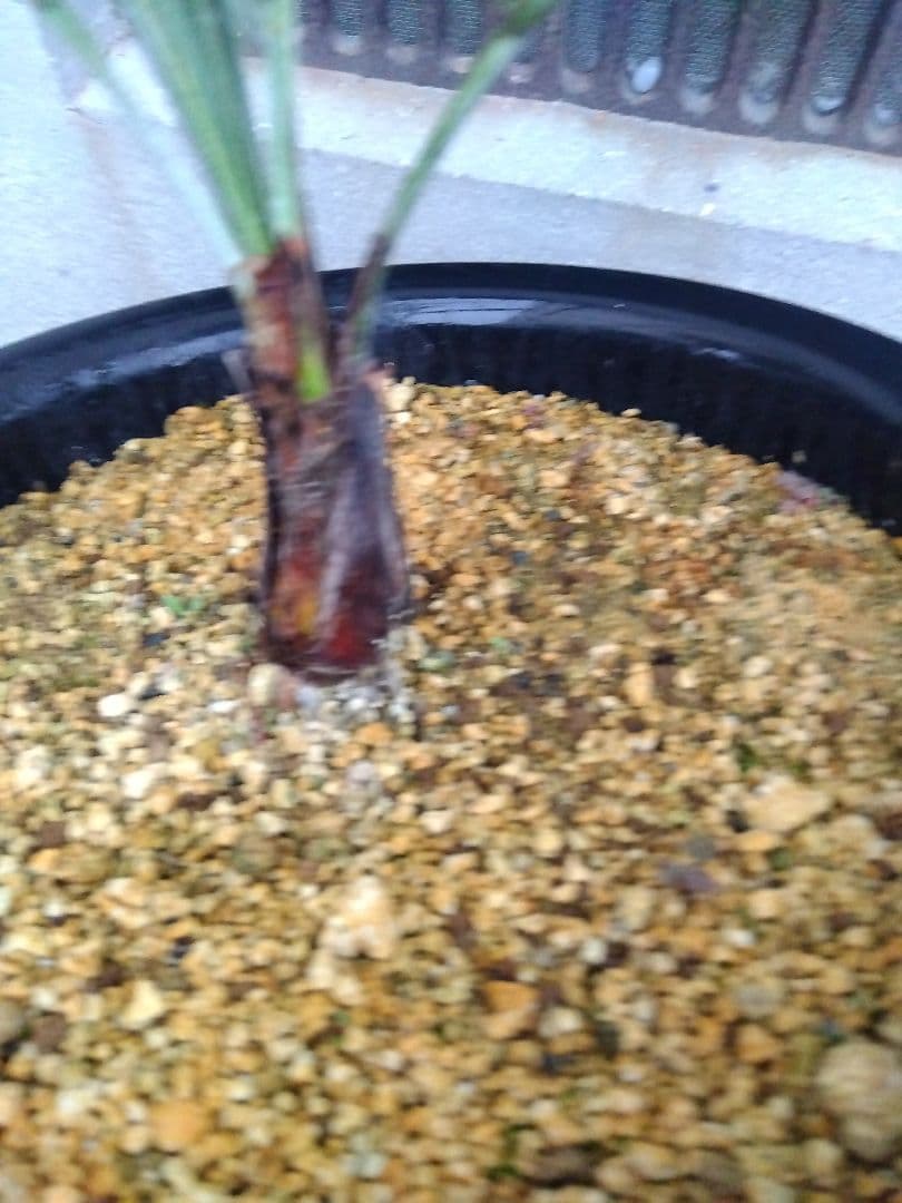 ブラヘアアルマータ　9号鉢つき　超短葉❗　⑤