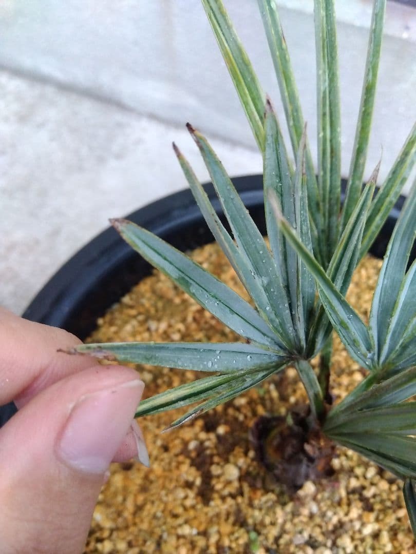 ブラヘアアルマータ　9号鉢つき　超短葉❗　⑤