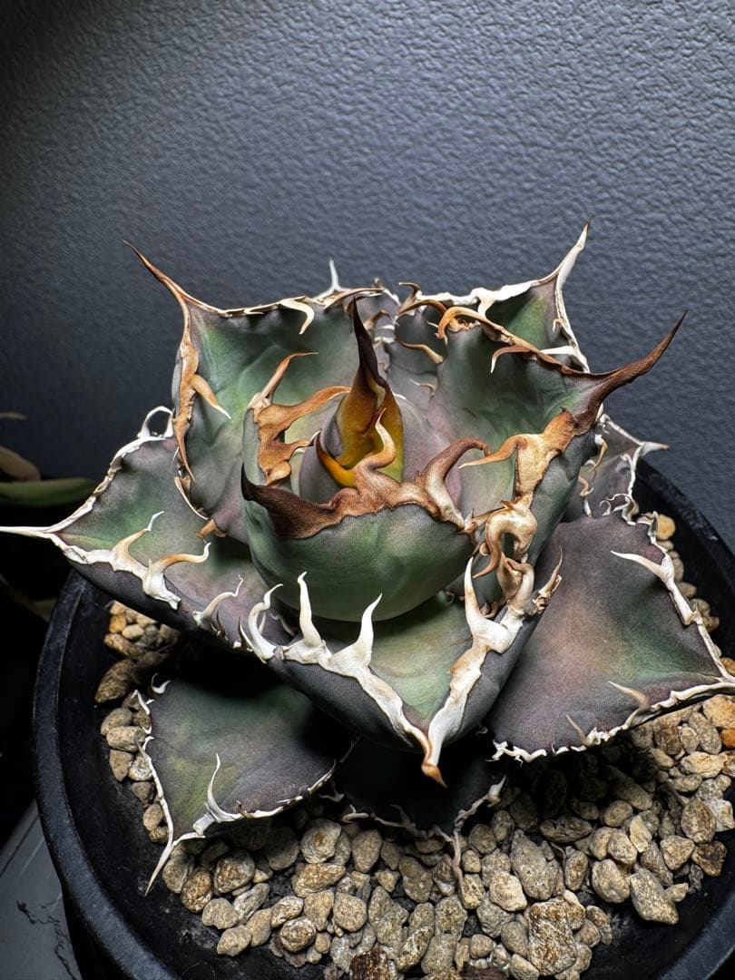 アガベ　チタノタ　オテロイ　ノーネーム　極上株 強棘