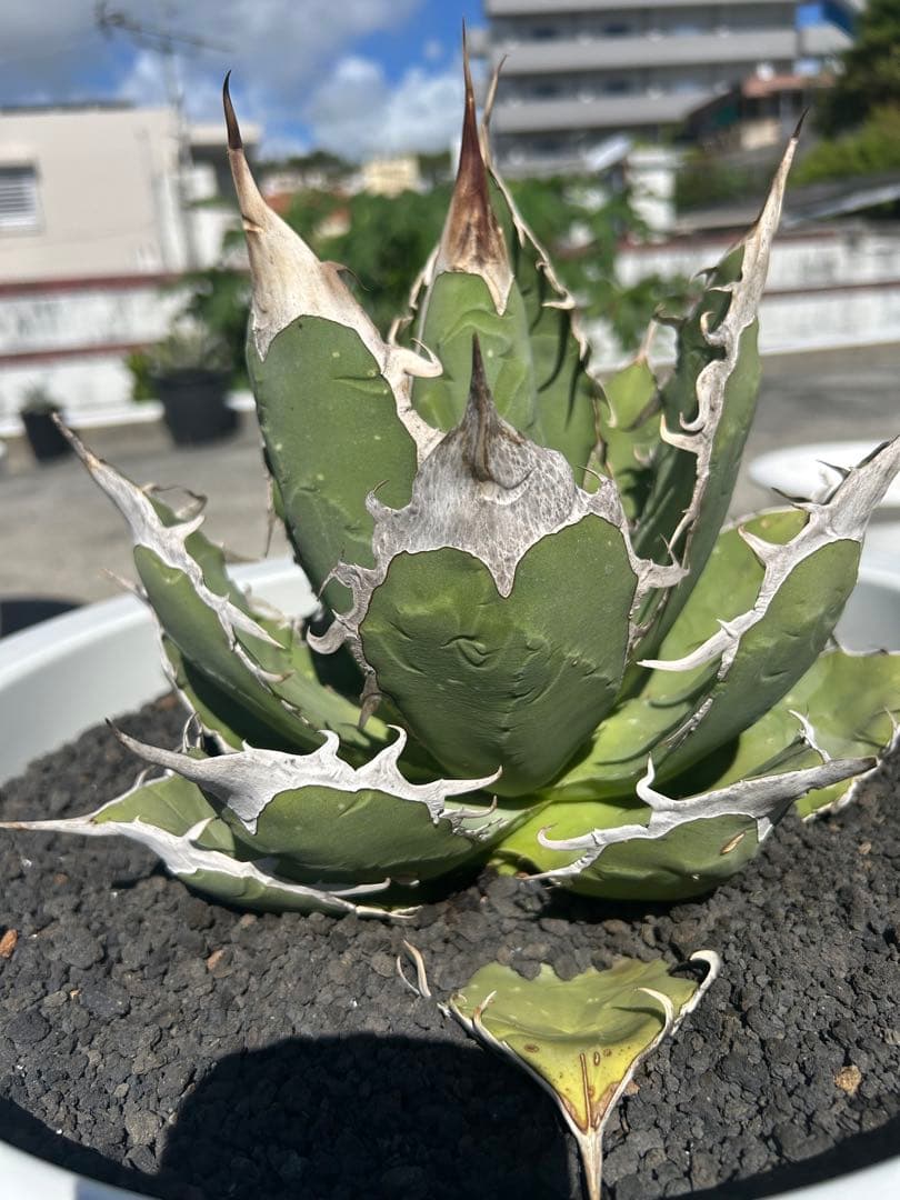 オアハカ　オテロイ　oaxaca oteroi 大株 超鋸歯