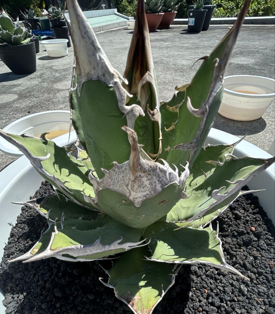 オアハカ　オテロイ　oaxaca oteroi 大株 超鋸歯