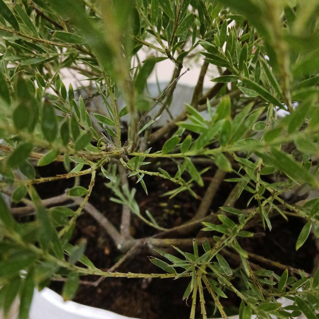 匿名送料込！　アカシアテレサ 7号鉢　小さな蕾つき